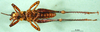 CollectionObject 1537253; 02a6185c-c75a-44dc-b212-0b1b28362ffa: male, ventral view (syntype). (CollectionObject).
