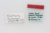 CollectionObject 1580963; 06d44932-89e4-4fce-80b2-003d22856e3e: female, labels (neoallotype). (CollectionObject).