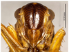Head on Evacanthus uncinatus Li, 1989: (Observation).