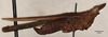 CollectionObject 1537269; 252c2a2e-2a58-4f07-9ce9-2293a5755754: holotype male (lateral view). (CollectionObject).