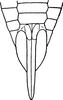 Ovipositor on Aphilaenus ikumae (Matsumura, 1915): Ovipositor. (Observation).