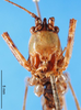 CollectionObject 1502496; d3e0a81f-8bf8-4cc1-be6c-3604ba0322ab: male, frontal view (syntype). (CollectionObject).