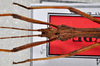 CollectionObject 1564085; 778559a9-acc6-492d-9f04-cefe26ea80e8: copyright Philippe Lelong ASPER. male: head, dorsal view (holotype). (CollectionObject).