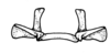 Tetrixocephalus willemsei Gurney & Liebermann, 1963: Fig. 39A. epiphallus, cephalic view. (Otu).