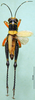 CollectionObject 1501630; fd8fc6d4-ecb3-4dd9-86f3-0e0af225955e, DORSA BA000137S01: male, dorsal view (holotype). (CollectionObject).