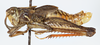 CollectionObject 1527229; 8399bfff-e888-47f9-9ae1-8ca5b06d044c: male, lateral view (holotype). (CollectionObject).
