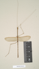CollectionObject 1561065; NHMUK(SF IMPORT DUPLICATE) 844547, ec084b81-db80-4f71-a812-29f808de63c5: copyright Natural History Museum, London. male (holotype). (CollectionObject).