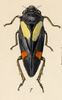Habitus, dorsal view on Neaenus (Neaenus) varius Fowler, 1897: (Observation).