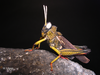 Dericorys lobata lobata (Brullé, 1840): male (Canary Islands). (Otu).