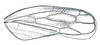 Forewing: Athysanella magdalena, forewing. (Observation).