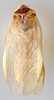 CollectionObject 1567093; 01da00aa-228a-4932-8fb1-3dfb72bd6645: Photo by Heidi Hopkins. Holotype, adult male, dorsal habitus. (CollectionObject).