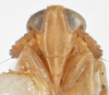 Head on Delphacodes quadridentis Beamer, 1948: (Observation).