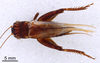 CollectionObject 1522776; a5758e9d-eed7-4c5c-b080-ca9e3ed7dd9c: Male, dorsal view (holotype). (CollectionObject).
