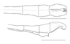 CollectionObject 1573683; 1faf223c-8692-42c9-b031-b0e61ccbc1ea: copyright George Ho. male: end of abdomen, dorsal & lateral views (paratype). (CollectionObject).;CollectionObject 1573684; 6e578011-e268-4955-9c09-2cc00971bf61: copyright George Ho. male: end of abdomen, dorsal & lateral views (paratype). (CollectionObject).