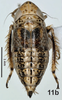 Habitus, dorsal view on Bretega juxtaspiverpa Stiller, 2017: Habitus, female, dorsal view. (Observation).