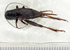 male, dorsal view (neotype). Depicts CollectionObject 1522823; 56ea3412-54e1-4e6c-8ce2-a86cb9052f79, a CollectionObject.