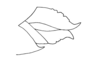 Phaulacris gracilicornis (Bruner, 1911): Fig. 168. Valves of ovipositor (lateral view). (Otu).