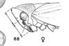 Habitus, lateral view: !! display not done !! on Macropsis (Macropsis) ocellata Provancher, 1872: (Observation).