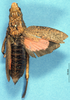 CollectionObject 1507056; 819ea26c-e2be-496c-8bf2-d38347c9dd14: female, dorsal view (holotype of Tapiesa brunni). (CollectionObject).