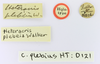 CollectionObject 1520138; d5fc3129-6d86-44d6-9c3a-56d07783388d: BMNH United Kingdom, London. labels (holotype). (CollectionObject).