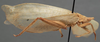 CollectionObject 1505711; b91f3227-0872-4962-a35d-5a9bd80c3888: female, lateral view (holotype). (CollectionObject).