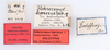 CollectionObject 1578996; ec8af537-65cd-4a3f-8699-a6ffc6e3d84c: copyright ZMUH, Hamburg. female, data labels (syntype). (CollectionObject).