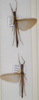 CollectionObject 1558698; a24b7830-12b1-4172-a49d-0e7f11d237da: copyright OUMNH. male (paratypes). (CollectionObject).;CollectionObject 1558699; 5beb3539-8750-47f3-889b-7f67d908e30c: copyright OUMNH. male (paratypes). (CollectionObject).