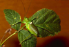 CollectionObject 1496579; 4c33f364-4034-4235-bbaf-377154e787d0, CH0653: male, dorso-lateral view. (CollectionObject).