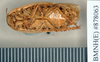 Epilampra conferta Walker, 1868: Holotype, unsexed, ventral. BMNH(E)#878063. (Otu).