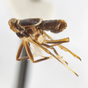 Habitus, lateral view: !! display not done !! on Pissonotus muiri Metcalf, 1943: (Observation).
