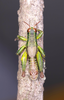 CollectionObject 2014611; c82795a0-c319-4815-941f-f3c8df873359: male alive in dorsal view. (CollectionObject).