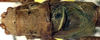 CollectionObject 1600431; 6825a3fb-0a08-4fdb-9f30-1d603368d2ac: male, dorsal view (paratype). (CollectionObject).