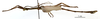 CollectionObject 1558257; 47e572b2-bf95-48f0-8550-063f4b2b18b2: copyright MNHN, Paris. male, lateral view of Damasippoides erythropterus (syntype). (CollectionObject).