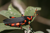 Maura rubroornata (Stål, 1855): 2014. male (Kwa Zulu Natal, Drakensberg, Wittieshoek, 2300 m). (Otu).