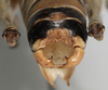 CollectionObject 1527098; efa9305f-2f9d-4000-809d-0ced1abfdcce: male cerci (holotype). (CollectionObject).