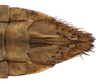 Other on Coarctana striata Domahovski & Cavichioli, 2023: Female paratype [DZUP]: distal portion of abdomen, ventral view. (Observation).