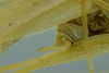 CollectionObject 1532129; NMW No. 4802, c0b54137-8d15-408e-9e0d-fda65fdfb4e3: male terminalia, lateral view (holotype). (CollectionObject).