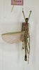 CollectionObject 1559842; 28c0d104-1b24-4071-a84f-1b6405442c61: copyright ZFMK, Bonn. male (syntype). (CollectionObject).