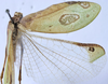CollectionObject 1539801; f2065e3d-673c-41b6-81db-e433bb3e4acc: female, dorsal view (holotype of permaculata). (CollectionObject).