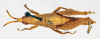CollectionObject 1540556; 3eb54b85-964b-4d3f-b4d6-60626dad7132: male, dorsal view (holotype). (CollectionObject).