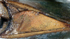 CollectionObject 1517374; 5af5919a-72eb-4015-a5b0-101b35d703fd: male stridulatory apparatus (holotype). (CollectionObject).