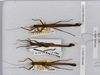 CollectionObject 1568060; c3fb0485-c510-4e09-bb97-02b8933e0131: copyright Natural History Museum, London. male (paratypes). (CollectionObject).