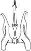 Aedeagus, ventral view: !! display not done !! on Colladonus clitellarius (Say, 1831): dorsal view. (Observation).