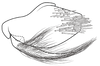 Pygofer, lateral view on Coarctana vilavelha Domahovski & Cavichioli, 2023: Male holotype [DZUP]: pygofer, valve and subgenital plate, lateral view. (Observation).