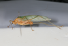 CollectionObject 2376978; bb371f53-4fb4-4895-8d57-75e746bdada8: male, lateral view (syntype). (CollectionObject).