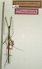 CollectionObject 1557325; NMW 657, 021f09b1-b91a-419e-8408-6361426aeb65: copyright NMW, Vienna. male (holotype). (CollectionObject).