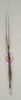 CollectionObject 1562736; 6388627c-f20c-48b1-bd8e-f602d4ccb5ef: copyright QMBA. male: dorsal view (holotype). (CollectionObject).