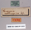 Dictyophorus (Tapesiella) griseus griseus (Reiche & Fairmaire, 1849): female, labels (syntype of Tapesia aethiopicus). (Otu).