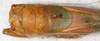 CollectionObject 1576643; NMW 25544, 204b84cc-e891-433e-99bd-11305a2a2d36: female, dorsal view. (CollectionObject).