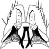 Subgenital plate, ventral view on Ebarrius interstinctus (Fieber, 1869): Subgenital plate. (Observation).